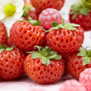 'Framberry' Strawberry Plants Soft Fruit