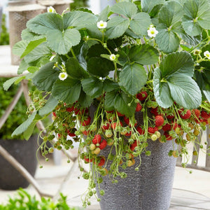 'Framberry' Strawberry Plants Soft Fruit