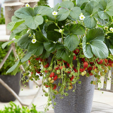 'Framberry' Strawberry Plants Soft Fruit