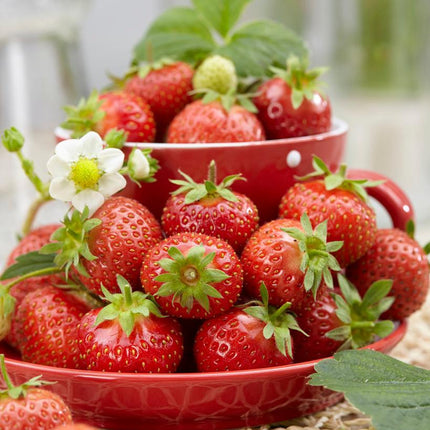 3x Florence Strawberry Plants | 9cm Pots Soft Fruit
