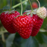 'Flamenco' Strawberry Plants Soft Fruit