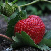 3x Elsanta Strawberry Plants | 9cm Pots Soft Fruit