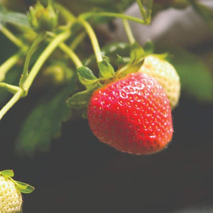 3x Cambridge Favourite Strawberry Plants | 9cm Pots Soft Fruit