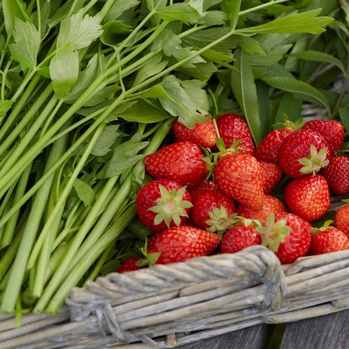 3x Cambridge Favourite Strawberry Plants | 9cm Pots Soft Fruit