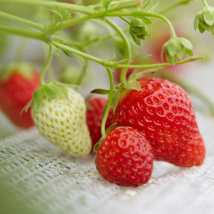 3x Cambridge Favourite Strawberry Plants | 9cm Pots Soft Fruit