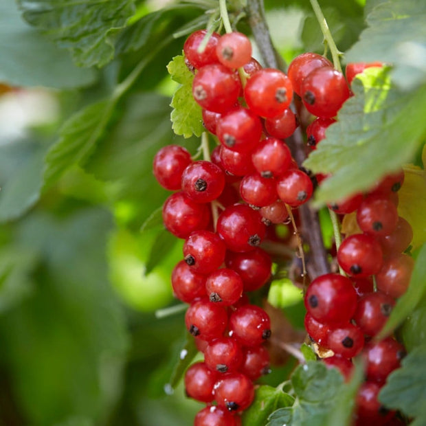 'Red Lake' Redcurrant Bush Soft Fruit