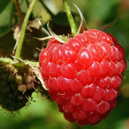 'Tulameen' Raspberry Plants Soft Fruit
