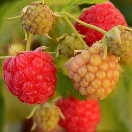 Polka Raspberry Plants Soft Fruit