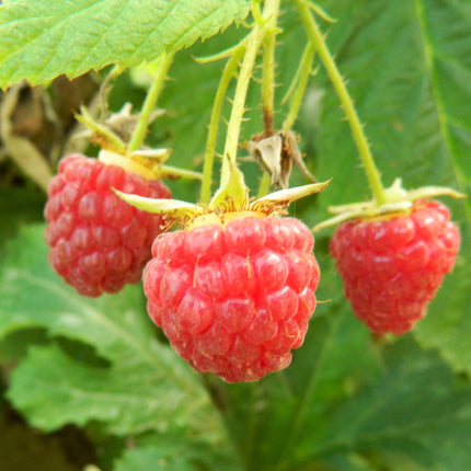 Polka Raspberry Plants Soft Fruit