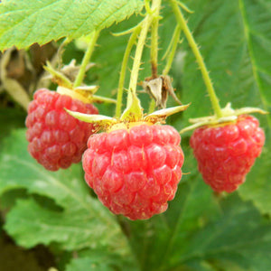 Ruby Beauty Raspberry Plant Soft Fruit
