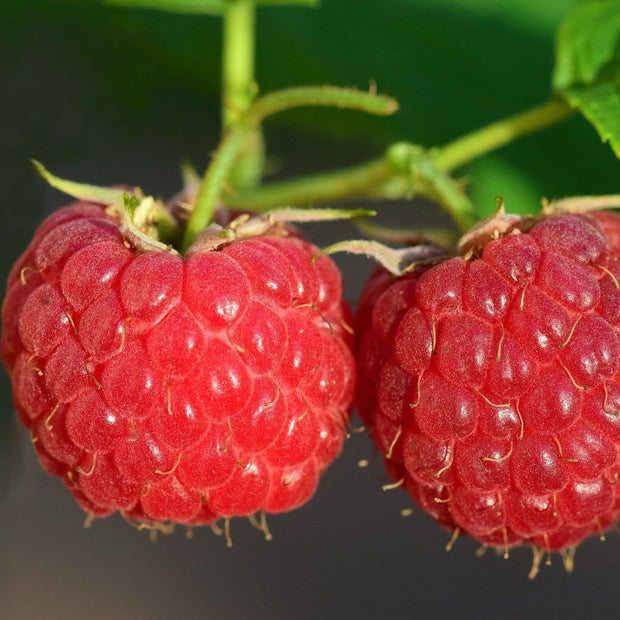 'Malling Leo' Raspberry Plants Soft Fruit