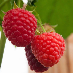 All Season Raspberry Plants Collection | 3x 3L Pots Soft Fruit