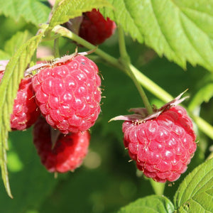 'Joan J' Raspberry Plants Soft Fruit
