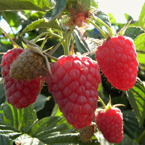 Joan J Raspberry Plants Soft Fruit
