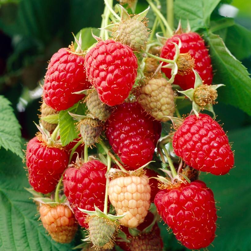 Best Raspberry Plants to Grow in the UK – Roots Plants
