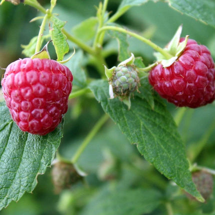 Glen Ample Raspberry Plants Soft Fruit