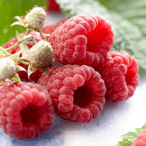 All Season Raspberry Plants Collection | 3x 3L Pots Soft Fruit