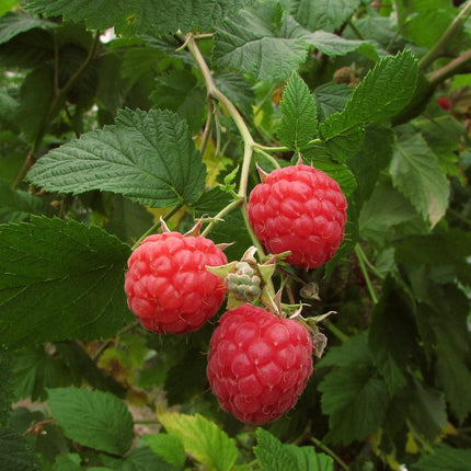 Autumn Bliss Raspberry Plants Soft Fruit