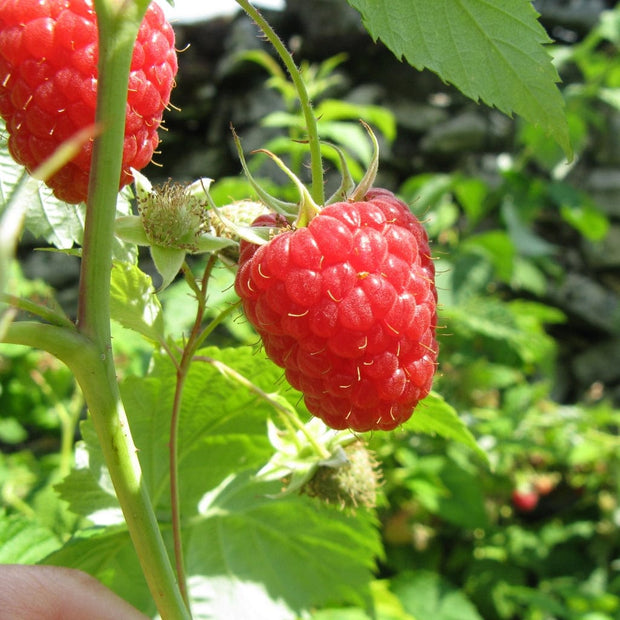 Autumn Bliss Raspberry Plants Soft Fruit