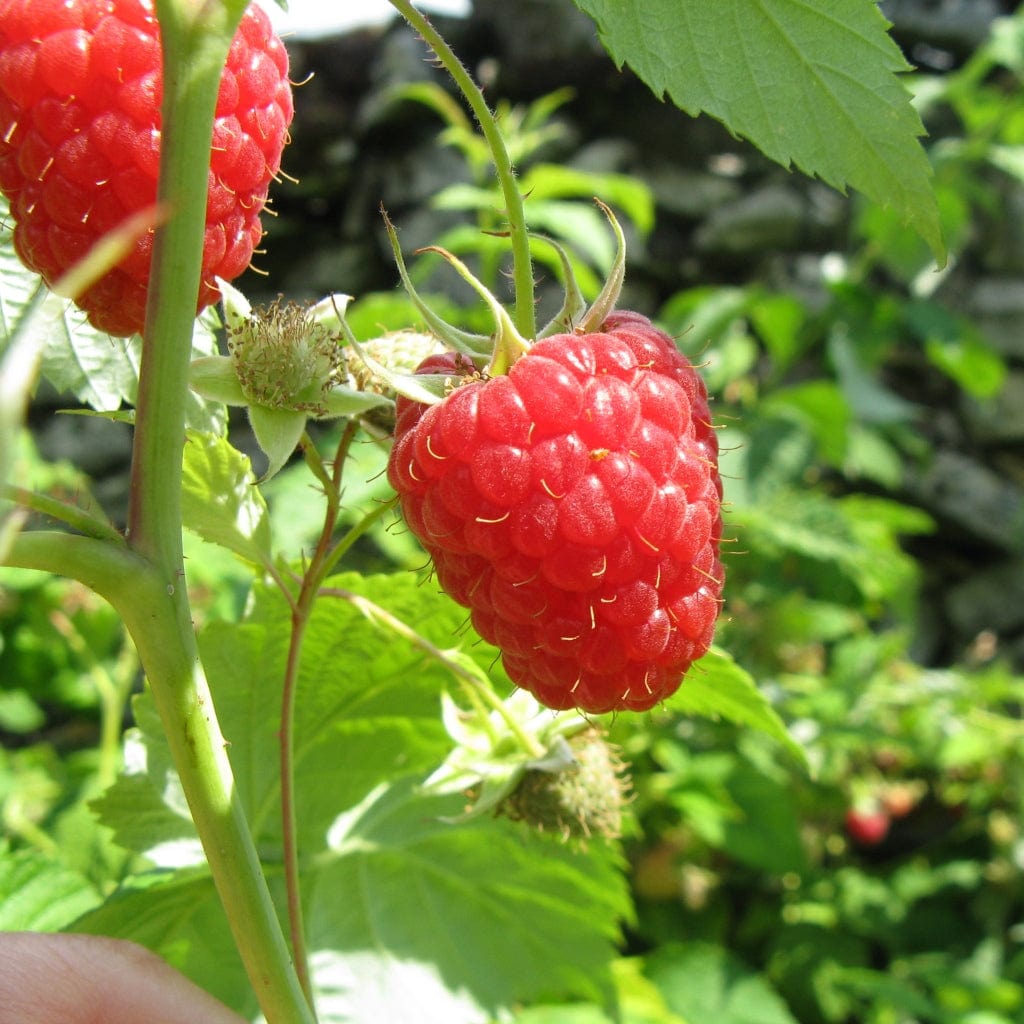 Growing Raspberries: A Beginner’s Guide – Roots Plants
