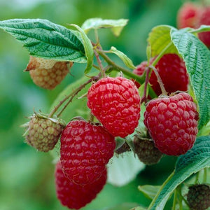 Autumn Bliss Raspberry Plants Soft Fruit