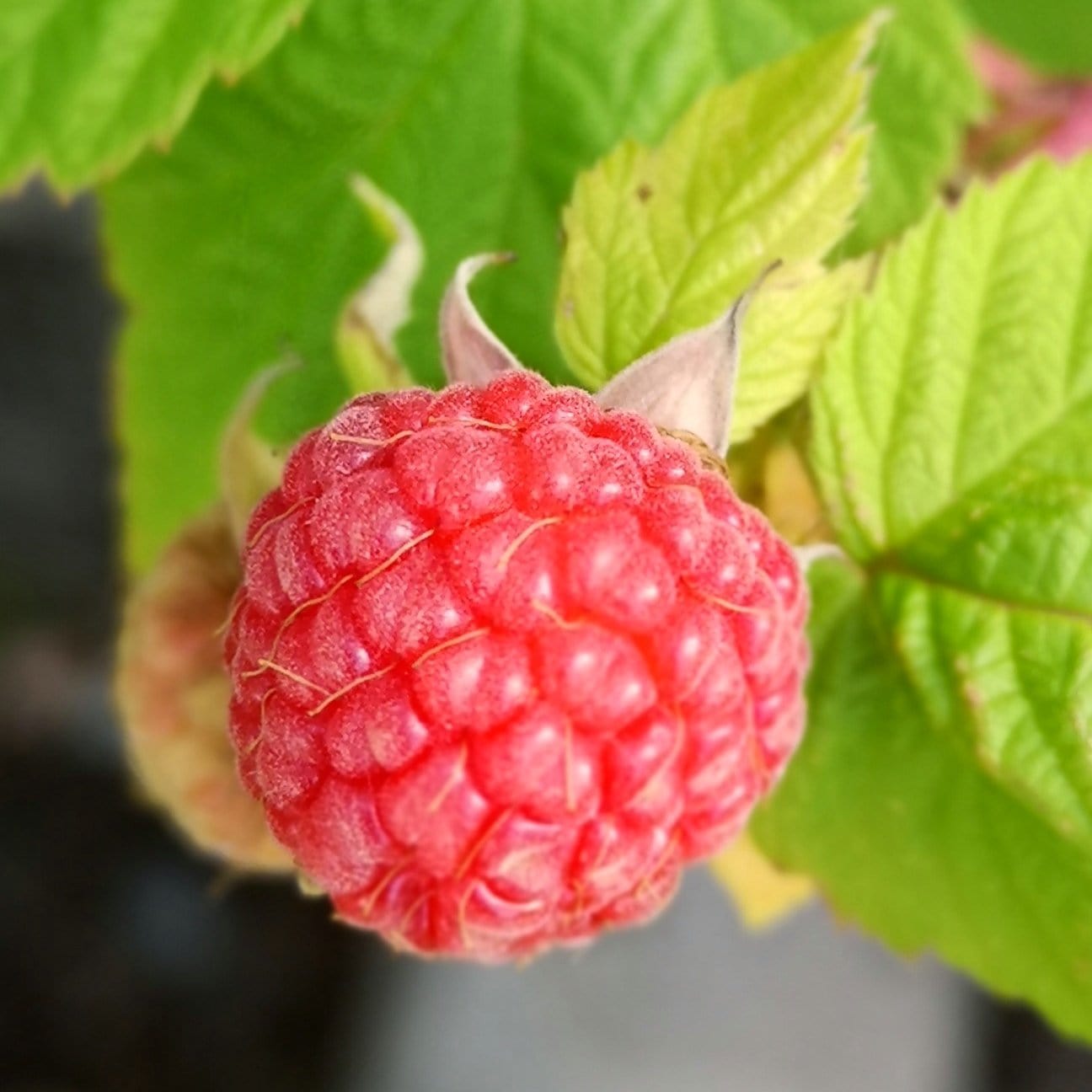 'Glen Ample' Raspberry Plants