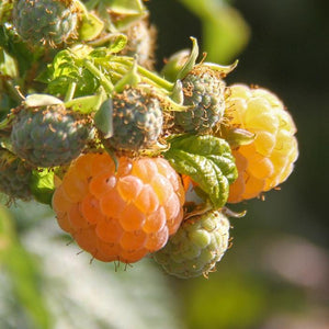 All Gold Raspberry Plants Soft Fruit