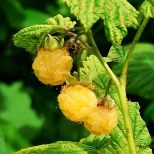 All Gold Raspberry Plants Soft Fruit