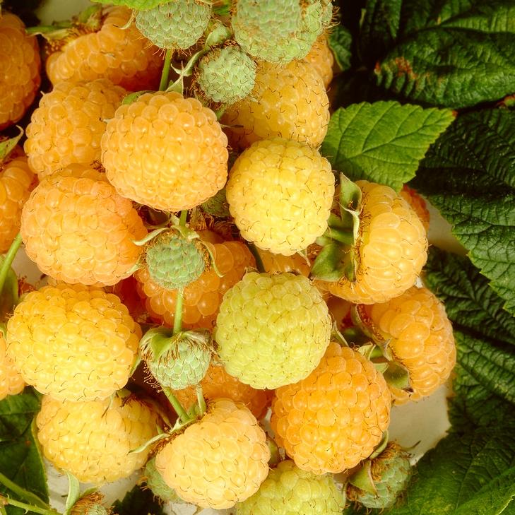 'All Gold' Raspberry Plants