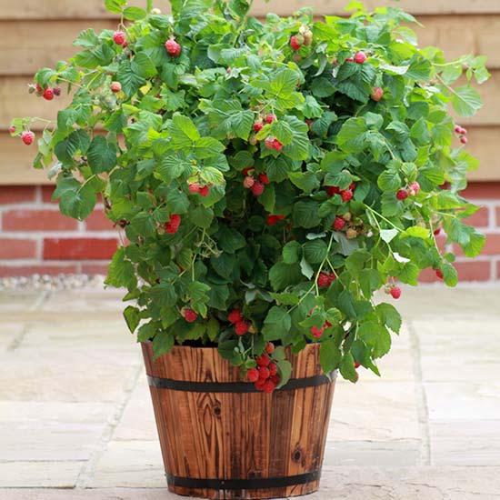 Ruby Beauty Raspberry Plant Soft Fruit
