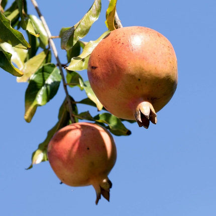 Pomegranate Bush Soft Fruit