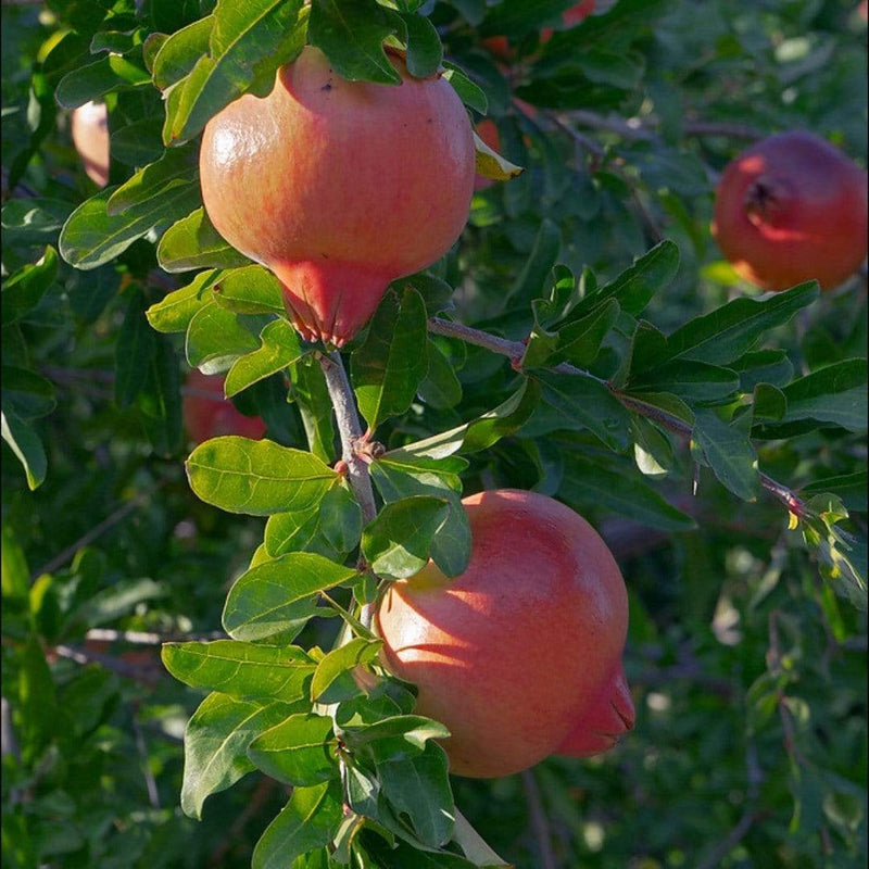 Pomegranate Bush Soft Fruit