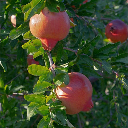 Pomegranate Bush Soft Fruit