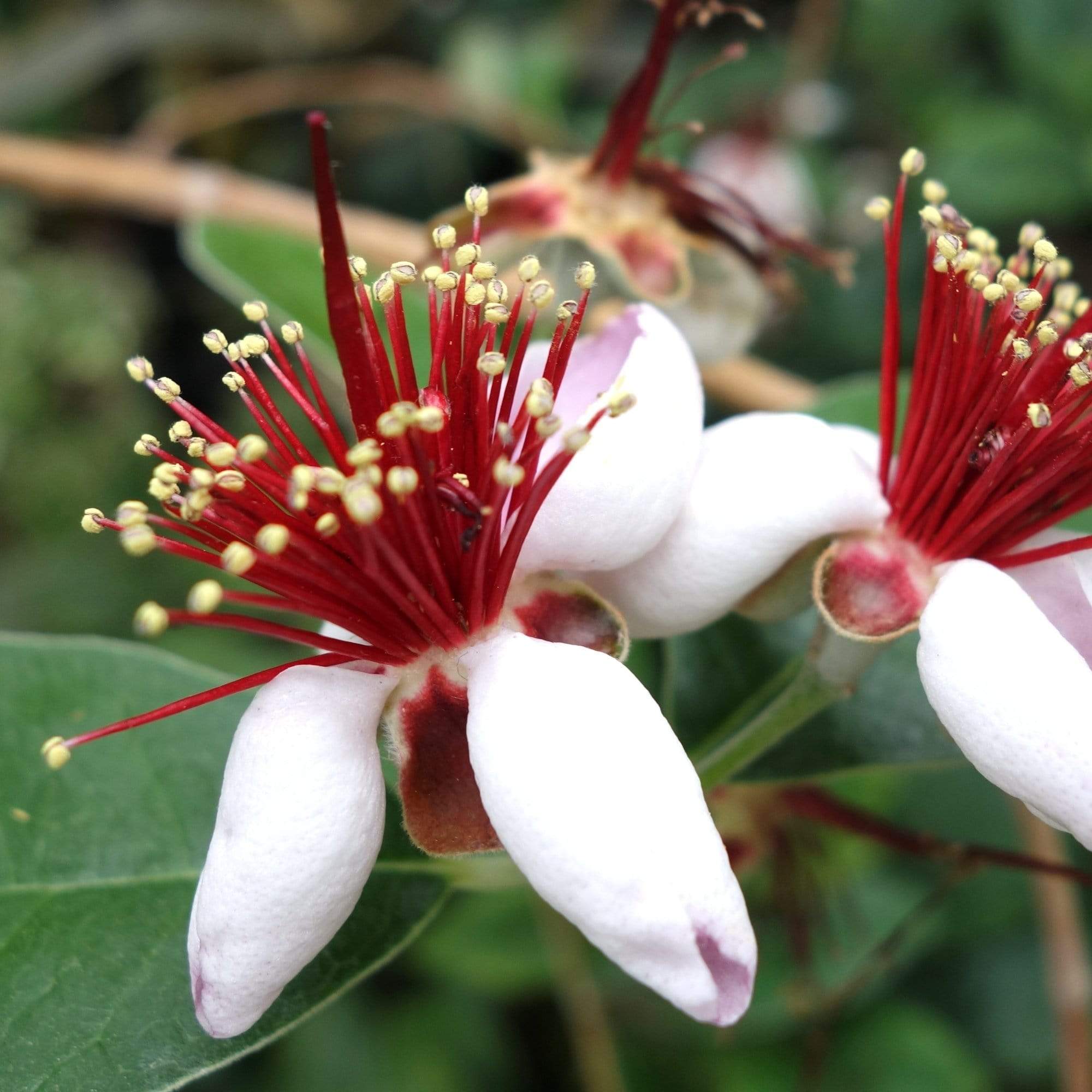 Pineapple Guava Plant | Feijoa Sellowiana