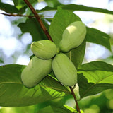 Paw-Paw Plant | Asimina Triloba Soft Fruit