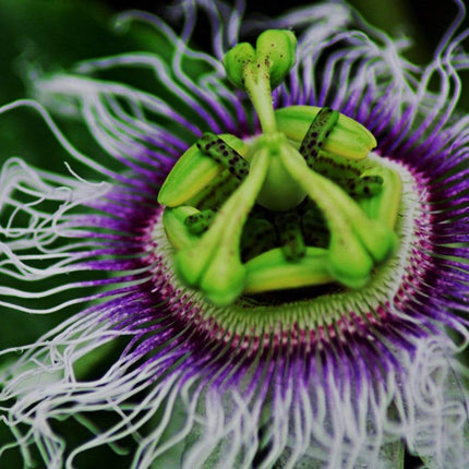 Passion Fruit Plant | Passiflora Edulis Soft Fruit