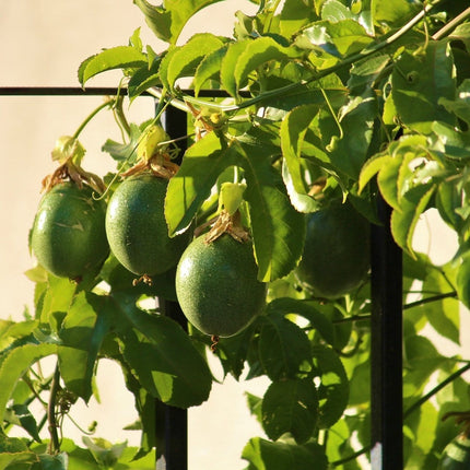 Passion Fruit Plant | Passiflora Edulis Soft Fruit