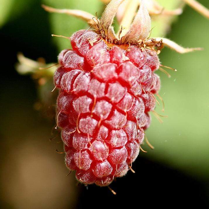 Ly654 Thornless Loganberry Plants Soft Fruit