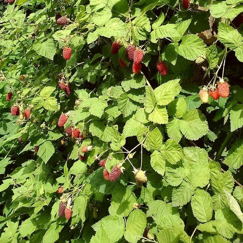 Ly654 Thornless Loganberry Plants Soft Fruit
