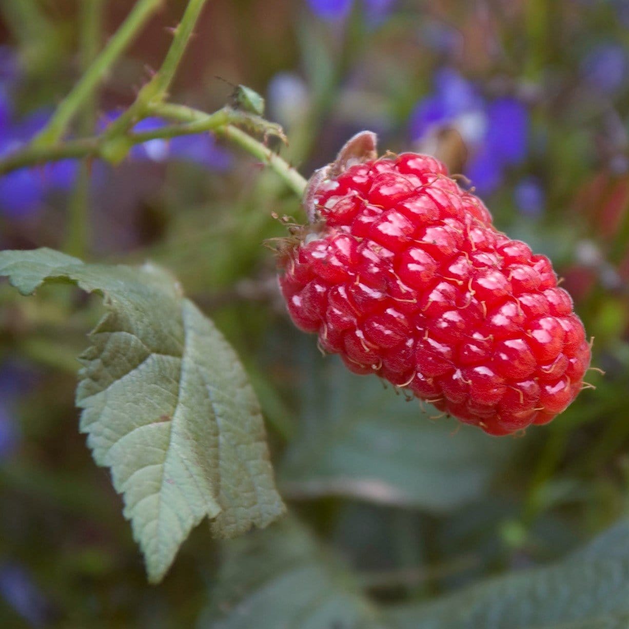 Thornless Loganberry Plant