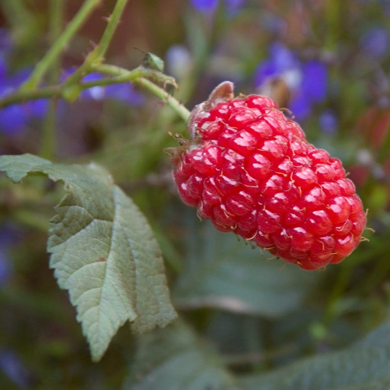 Ly654 Thornless Loganberry Plants Soft Fruit