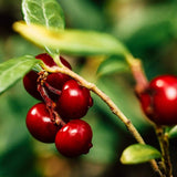 Red Pearl Lingonberry Plants Soft Fruit