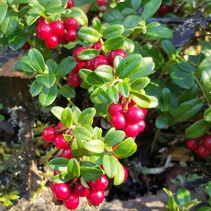 Red Pearl Lingonberry Plants Soft Fruit