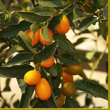 Mini-Stem Kumquat Tree | Grafted Soft Fruit