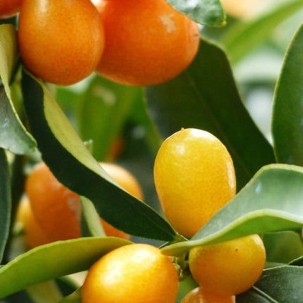 Mini-Stem Kumquat Tree | Grafted Soft Fruit