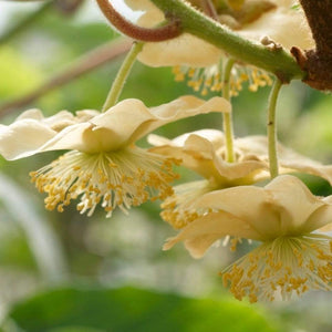 Jenny Hardy Kiwi Plant Soft Fruit