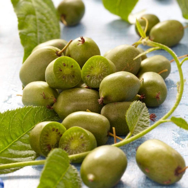 Issai Hardy Kiwi Plant Soft Fruit