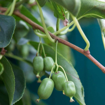 Issai Hardy Kiwi Plant Soft Fruit