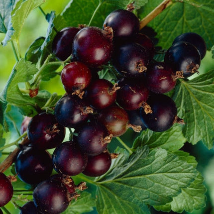 Jostaberry Plant Soft Fruit