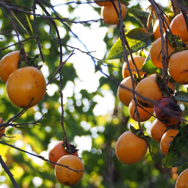 Japanese Persimmon Tree Soft Fruit